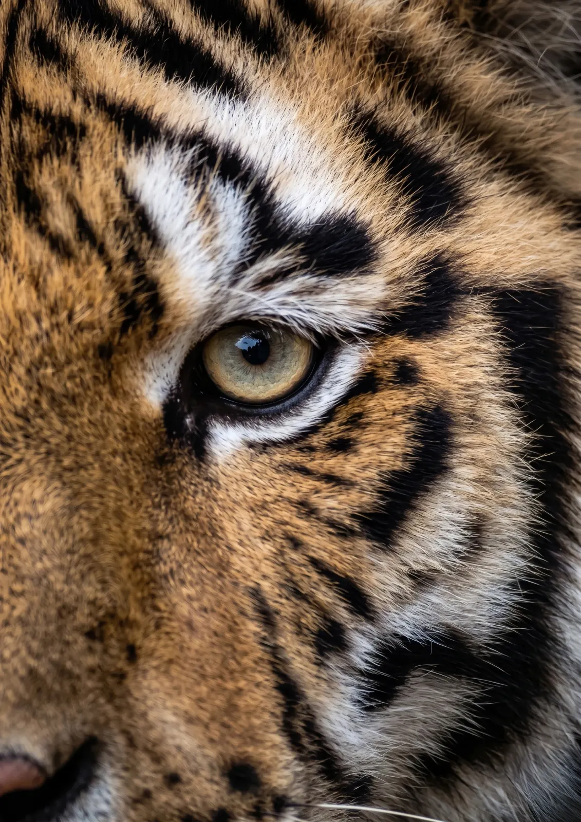 Affiche du documentaire Tigre - Freely Cook