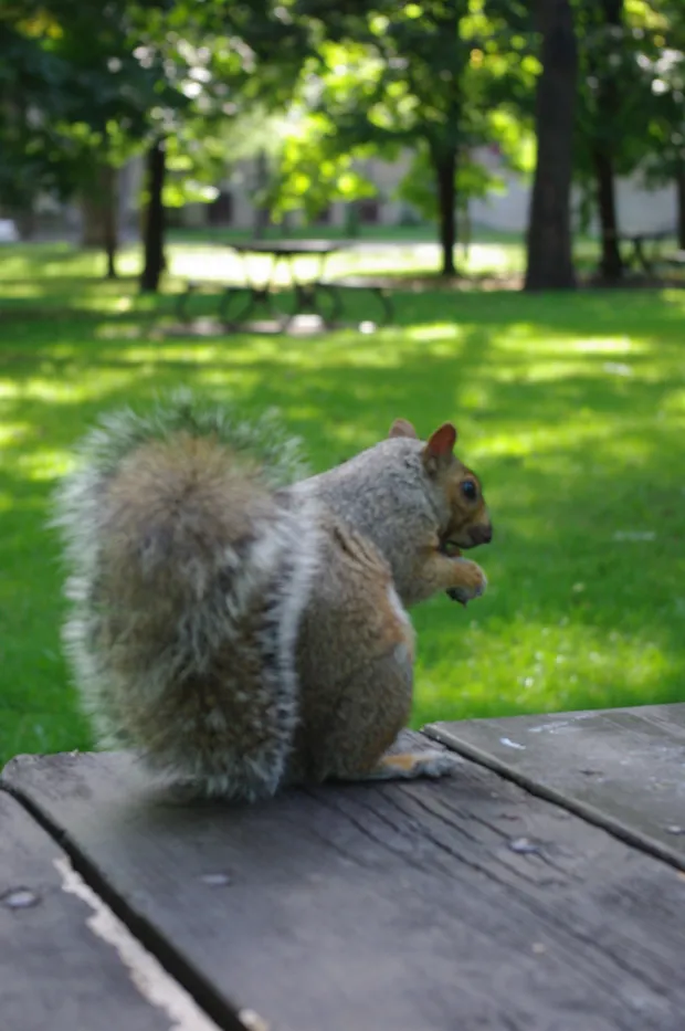 Photographie animaux — animaux-03 — Freely Cook