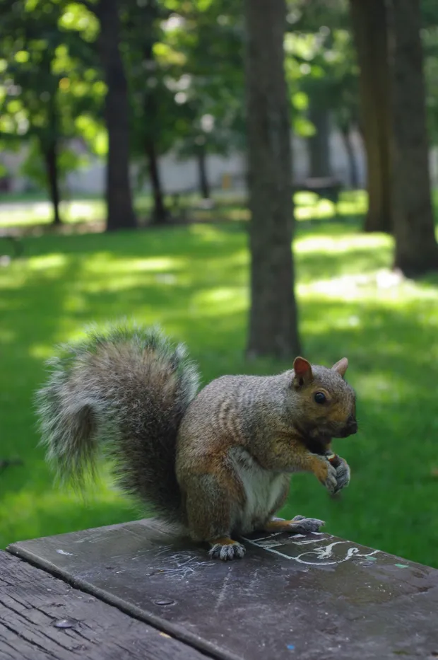 Photographie animaux — animaux-04 — Freely Cook
