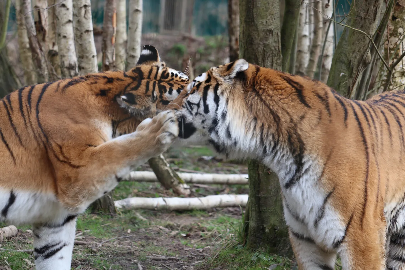 Photographie animaux — animaux-33 — Freely Cook